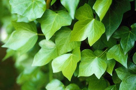 常春藤 植物 照顧|種植常春藤：何時以及如何在花盆或花園中種植